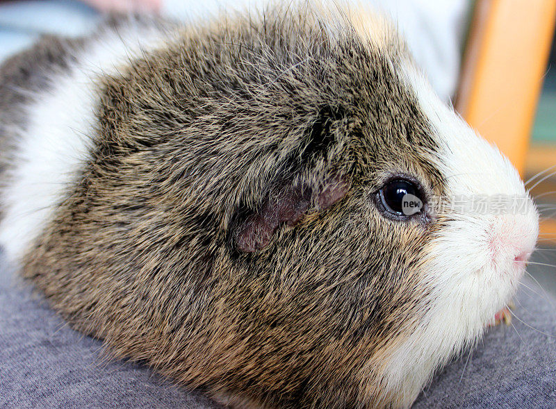 短毛阿比西尼亚豚鼠特写(Cavia porcellus)